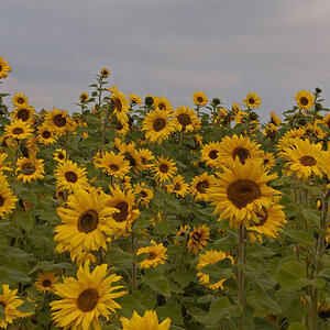 Sonnenblume 01