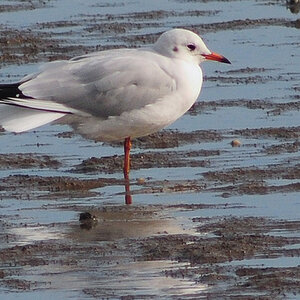 Lachmöwe im Watt vor Neuharlingersiel (D300 mit 500/5.6; MHX 5497A WA USMx)