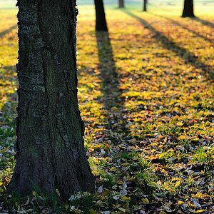 Herbstschatten