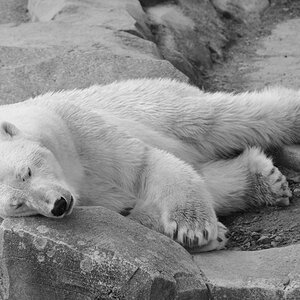 Müdebär