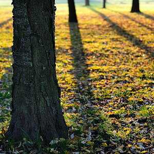 Herbstschatten ohne exifs
