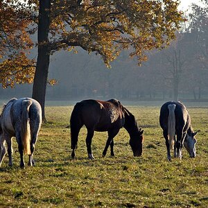Pferde im Grünfelder Park -