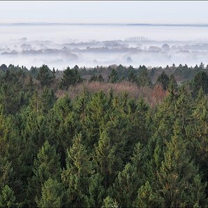 Morgennebel in der Hahnheide 10