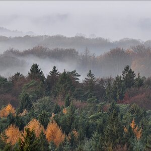 Morgennebel in der Hahnheide 04