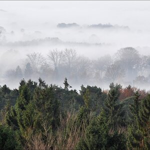 Morgennebel in der Hahnheide 05