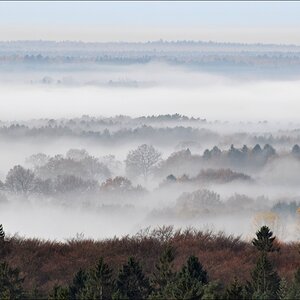 Morgennebel in der Hahnheide 08