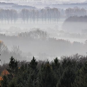 Morgennebel in der Hahnheide 01