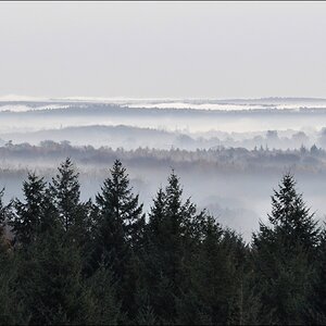 Morgennebel in der Hahnheide 03