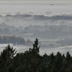 Morgennebel in der Hahnheide 12