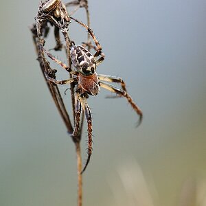 spinne6