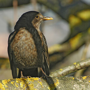DSC 9249 Amsel 1024 8