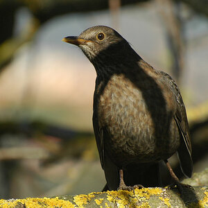 DSC 9248 Amsel 1024 oK 10