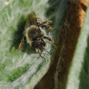 Wollbiene Anthidium montanum 1