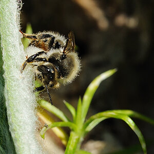Wollbiene Anthidium montanum 3