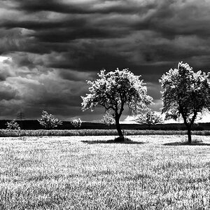 DSC 0020 copy12