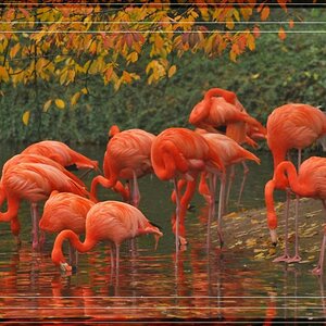 DSC 0309 Flamingos 1a