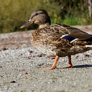DSC 5690 DxO