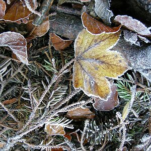 Erster Bodenfrost 1