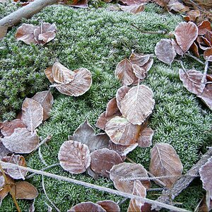 Erster Bodenfrost 2