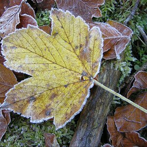 Erster Bodenfrost 3