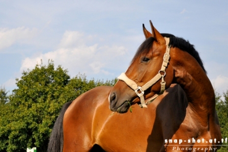© www.snap-shot.at.tf