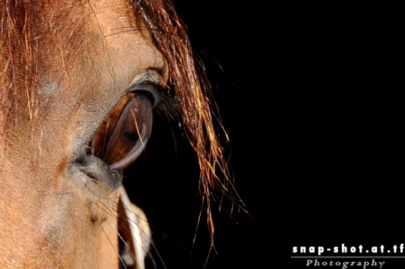 © www.snap-shot.at.tf
