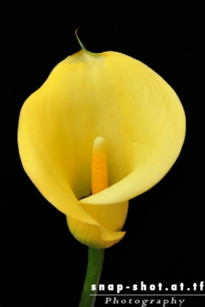 © www.snap-shot.at.tf