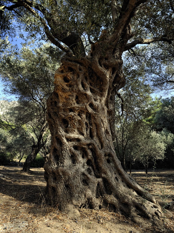 Ölbaum auf Samos