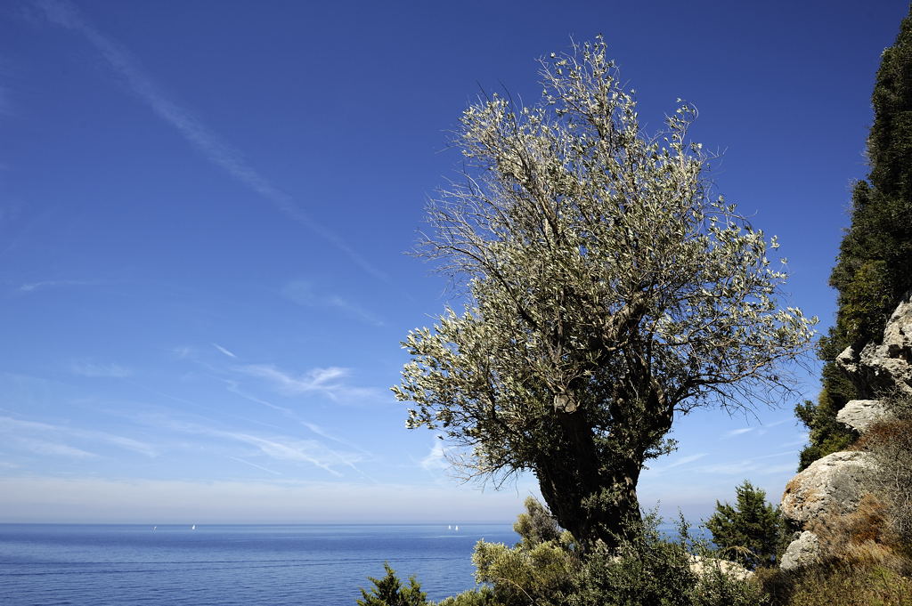 Ölbaum auf Samos