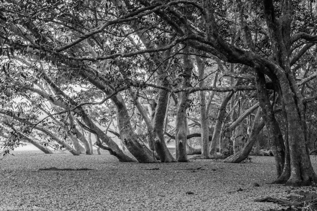 Überschwemmung in Wilpattu NP