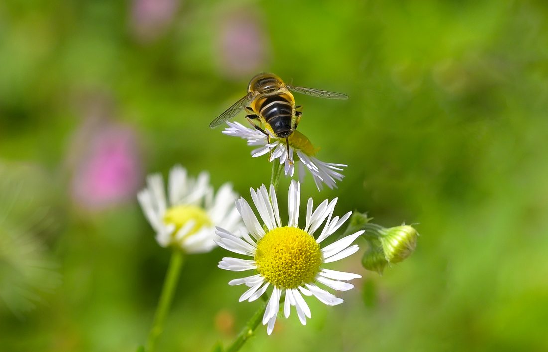 überflieger