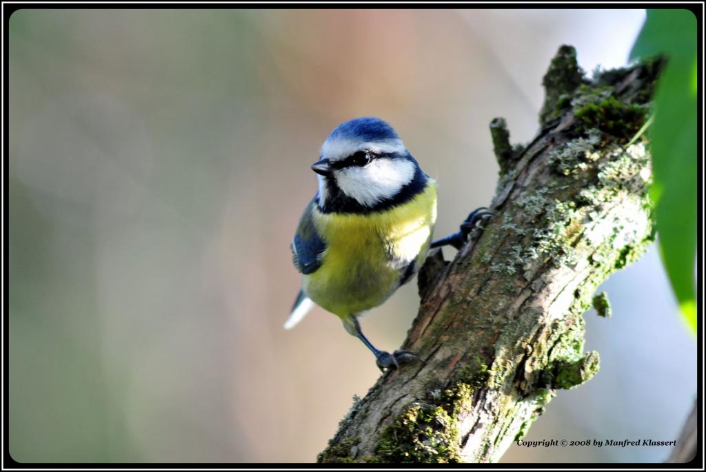 • Blaumeise •
Nikon D300 mit Nikkor AF 4,0/300mm IF D ED plus 2X Converter und Manfrotto Monopot 680B.
Originalgröße, das Bild ist unbeschnitten.