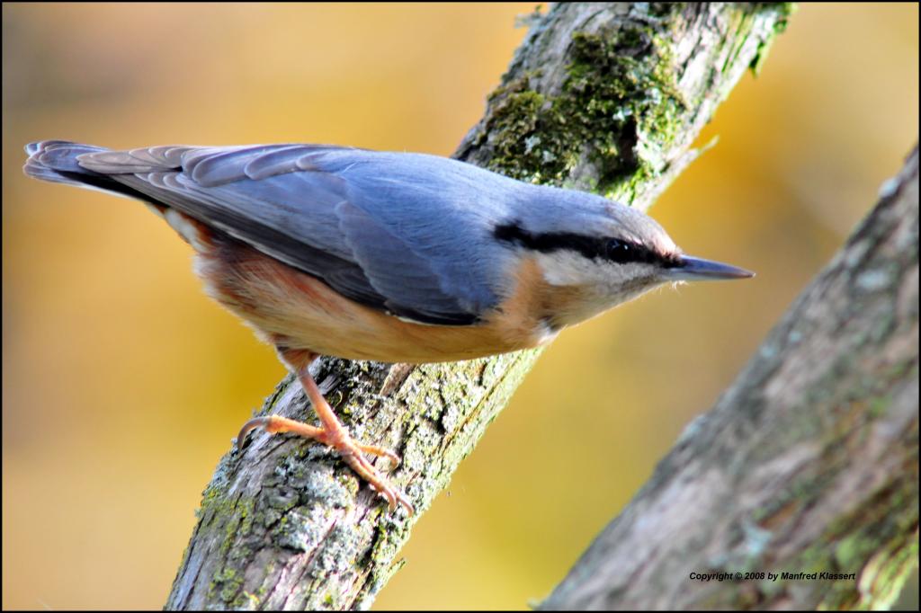 • Kleiber •
(Lat.:Sitta europaea)
Nikon D300 mit Nikkor AF 4,0/300mm IF D ED plus 2X Converter und Manfrotto Einbeinstativ (äquivalent 900mm).
Origina