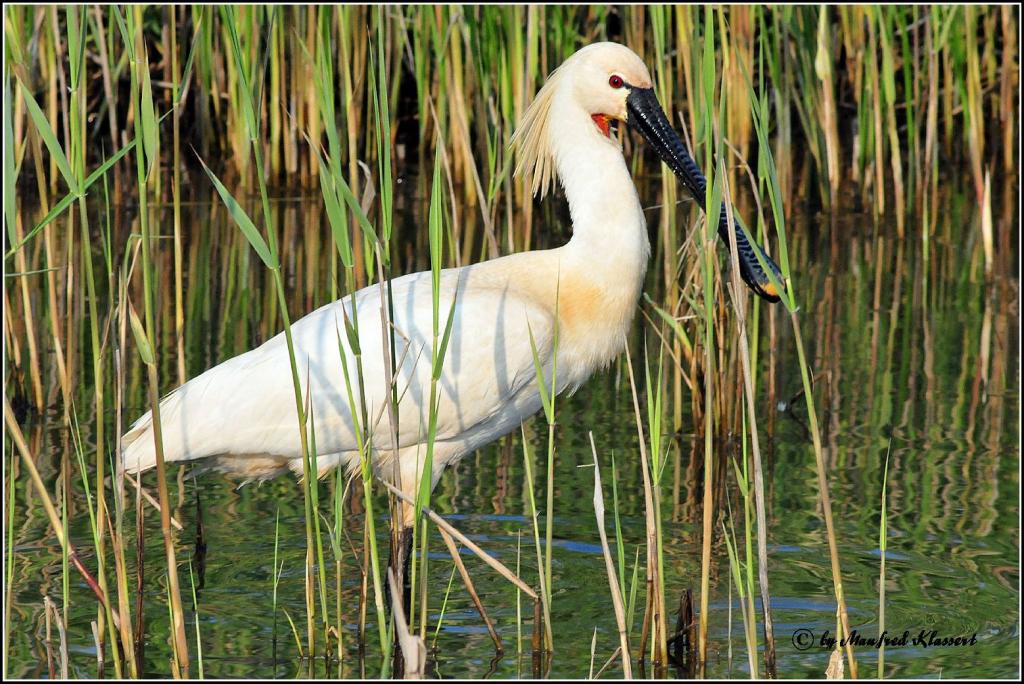 • Löffler • ( Lat.: Platelea leucorodia ) • Spoonbill •

• Nikon D300 mit Nikkor AF 4,0/300mm IF D ED und 2X Converter plus Manfrotto 680B •

• In fre