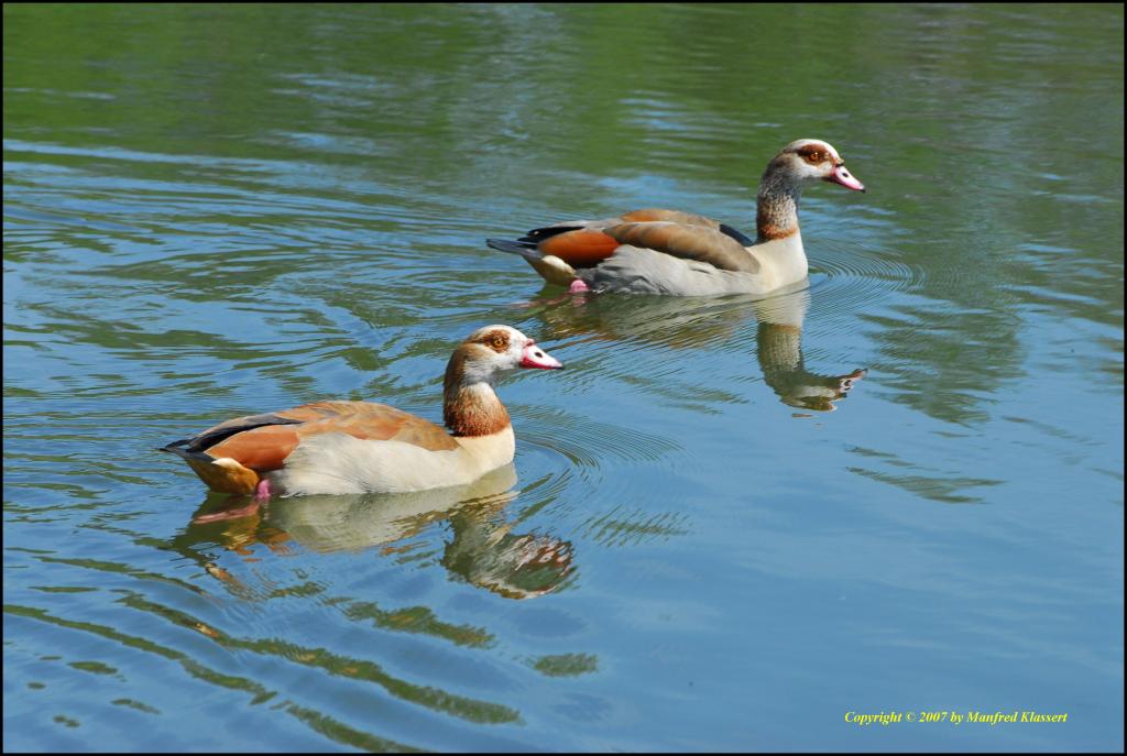 • Nilgänse •

(Lat.:Alopochen aegyptiacus)
Nikon D200 mit Sigma 4-5,6/70-300 DG APO