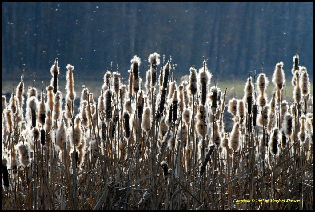 • Rohrkolben • 
• Lat.:Typha latifolia •

Nikon D200 mit Sigma 4-5,6/70-300 DG APO