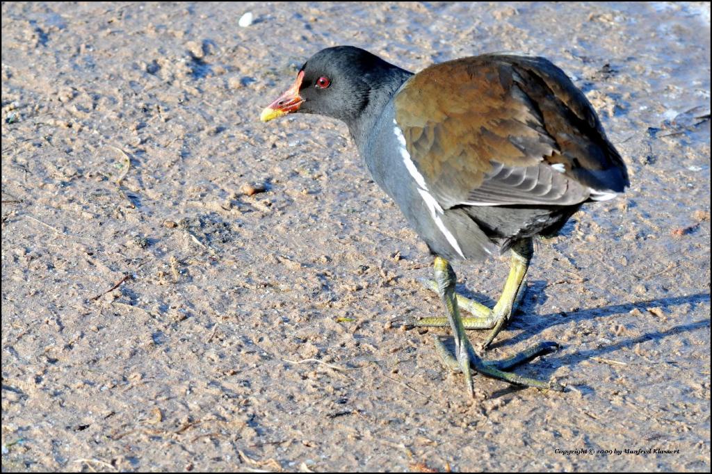 • Teichhuhn •

• (Lat.: Gallinula chloropus) •
• Nikon D300 mit Nikkor AF 2,8/80-200 IF D ED •
• Aufnahme aus freier Natur •
• Originalgröße, das Bild