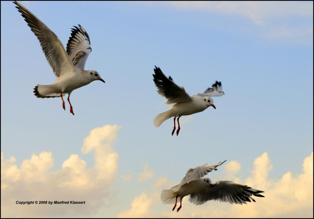 •Flugshow•
Drei mal "Larus ridibundus" Lachmöven im Flug ( Nord Vorpommern )