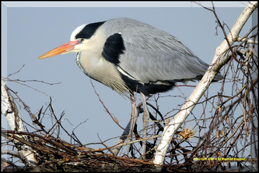 •Graureiher im Horst•
( Graureiher lat.: Ardea cinerea )
Bild 2., aus freier Natur ! Nikon D300 mit 1000mm Spiegelobjektiv und Sigma 2X Converter ( äq