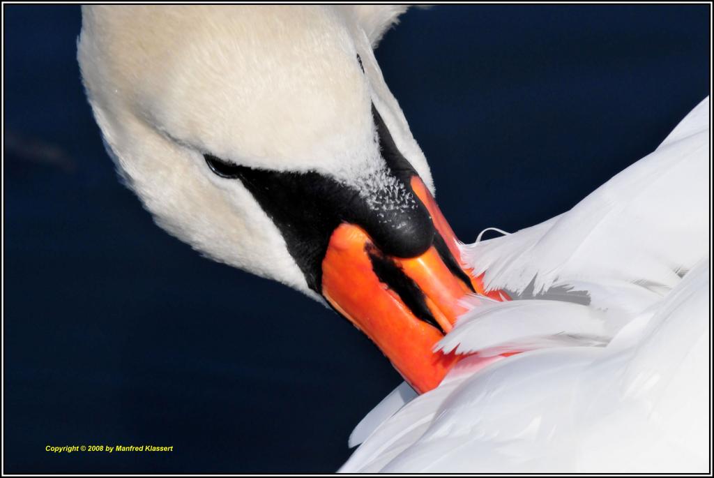 •Körperpflege•
Schwan am Mainufer, D300 mit Nikkor AF 2,8/80-200 IF D ED