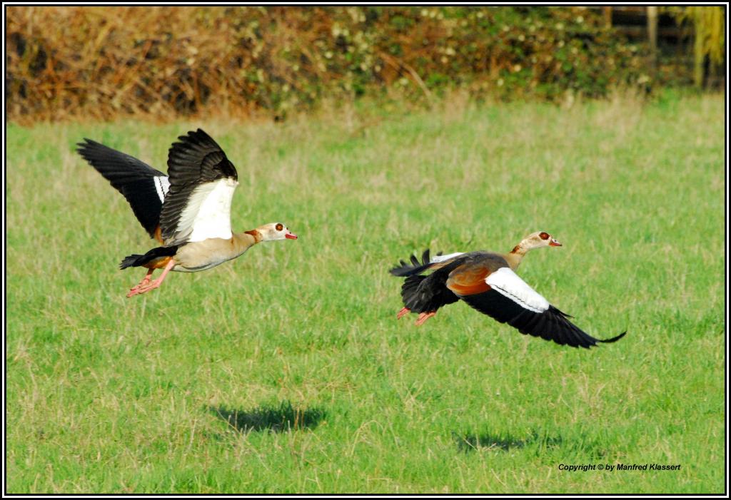 •Nilgänse im Flug•
Nikon D200 mit Sigma 4,0-5,6/70-300mm DG APO.