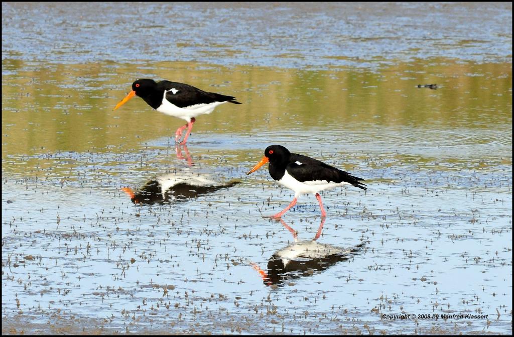 •Paarlauf•
Austernfischer (Haematopus ostralegus) auf Futtersuche, Insel Texel NL. Nikon D300 mit Nikkor AF 4,0/300mm IF D ED plus 1,4 Converter.
Mein