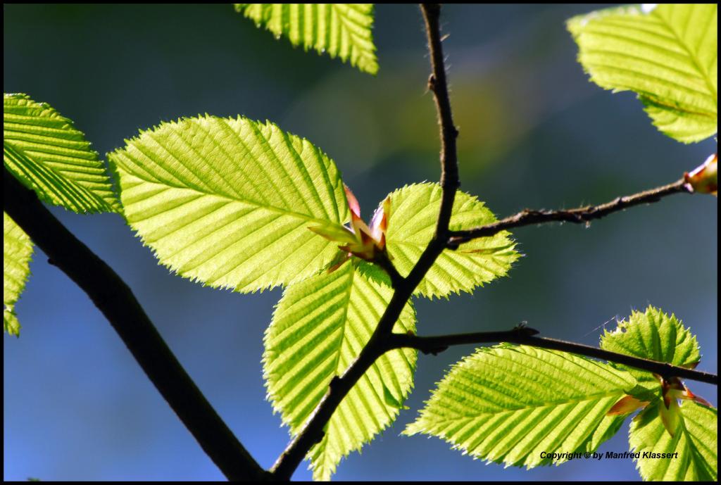 •Springtime•
D200 mit Sigma 4-5,6/70-300mm DG APO ( Makro ).