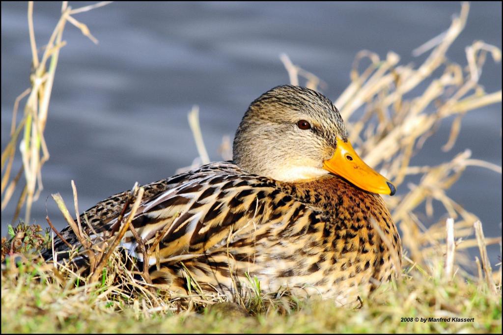 •Stockente•
Ein liebes friedvolles Bild ! ( Denke ich, viele die es gesehen haben bestätigen dies. )
Nikon D300 mit Nikkor AF 4,0/300mm IF D ED ( äqui