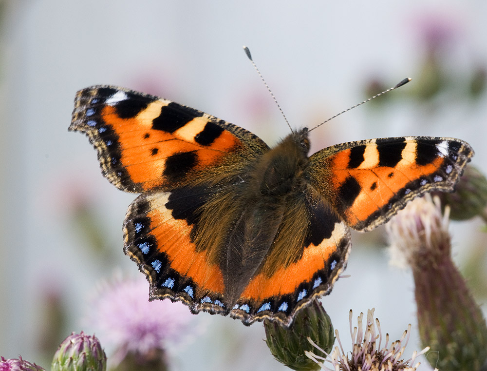 000 2010 06 15 Kleiner Fuchs 04 01