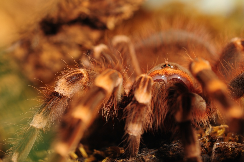 00034 Vogelspinne Acantoscuria geniculata
