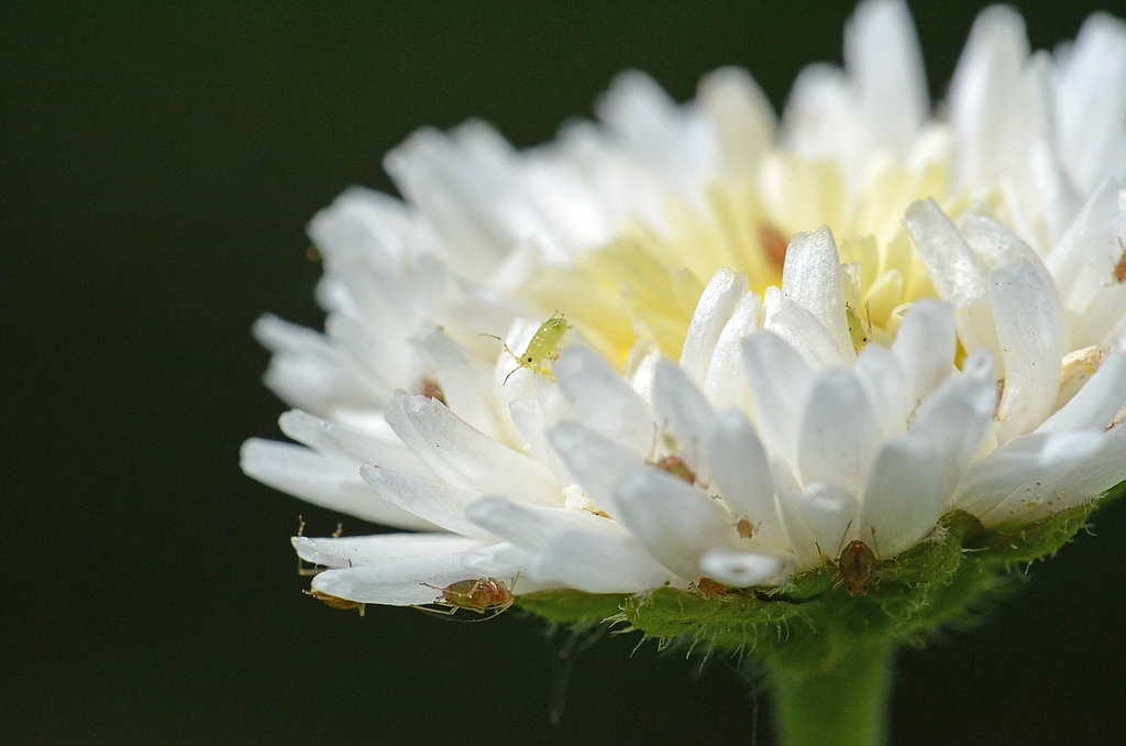 00191 Gänseblümchen als Biotop