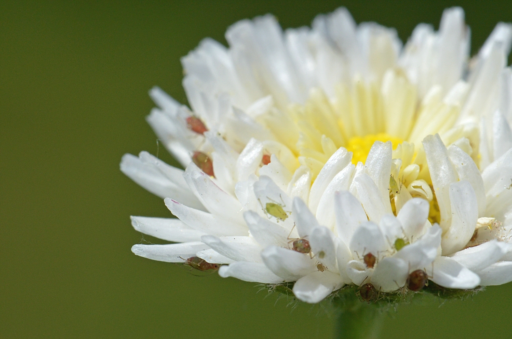 00192 Gänseblümchen als Biotop