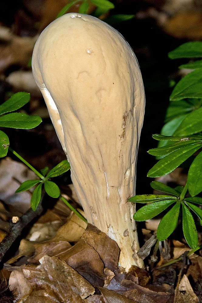 002   Herkuleskeule   Clavariadelphus pistillaris   02