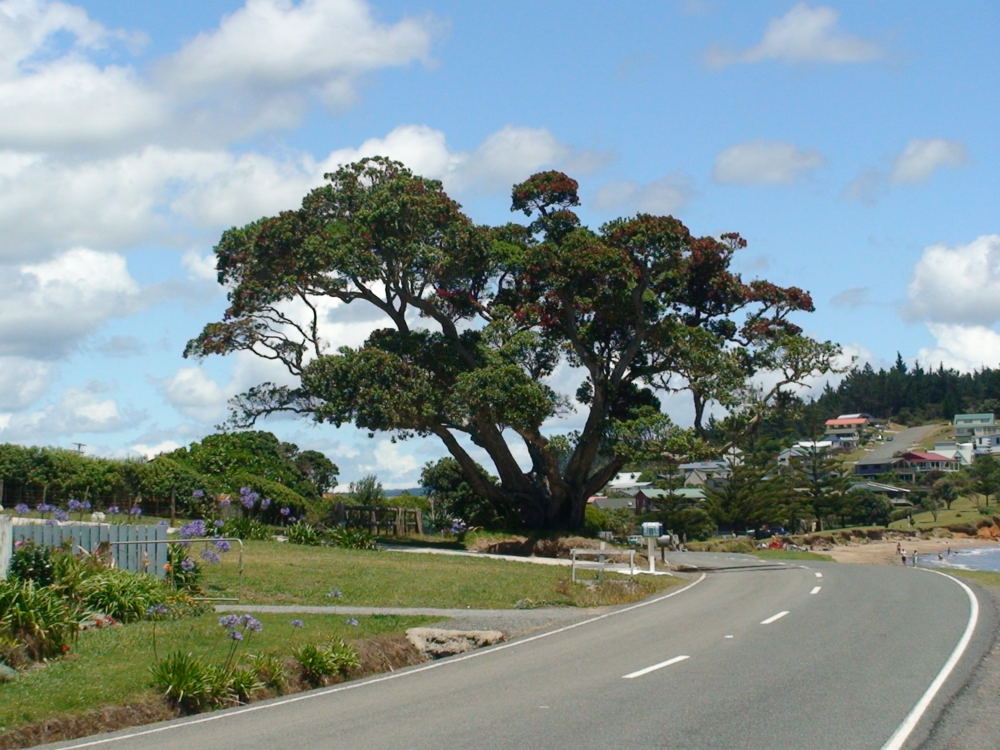 01 29 07 NZ ratta tree